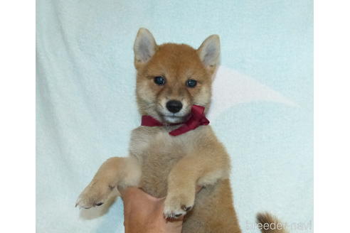 成約済の静岡県の柴犬-144335の1枚目