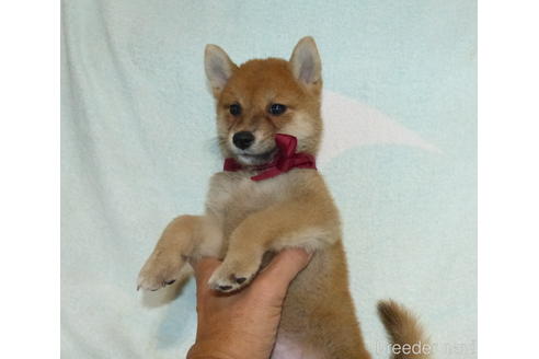 成約済の静岡県の柴犬-144335の6枚目