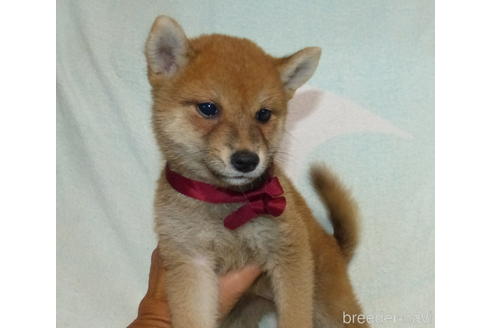 成約済の静岡県の柴犬-144335の3枚目