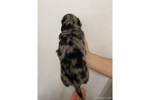 成約済の千葉県のミニチュアダックスフンド(ロングヘアード)-145698の4枚目