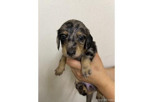 成約済の千葉県のミニチュアダックスフンド(ロングヘアード)-145698の3枚目