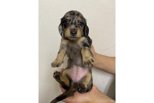 成約済の千葉県のミニチュアダックスフンド(ロングヘアード)-145698の2枚目