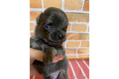 成約済の福岡県のチワワ(ロングコート)-145702の2枚目