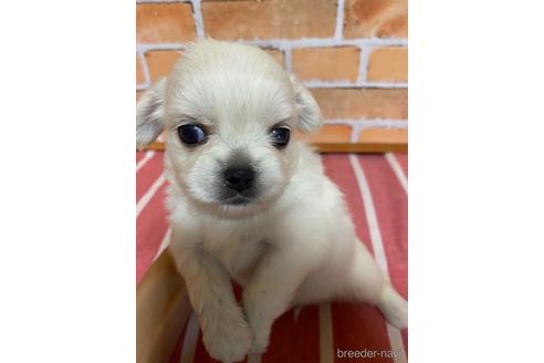 成約済の福岡県のミックス犬-145704の2枚目