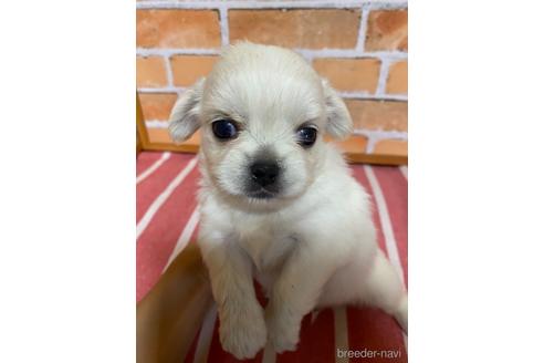 成約済の福岡県のミックス犬-145704の3枚目
