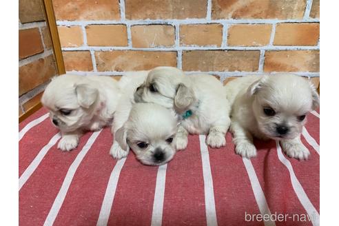 成約済の福岡県のミックス犬-145704の4枚目