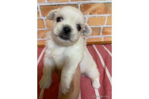 成約済の福岡県のミックス犬-145705の4枚目