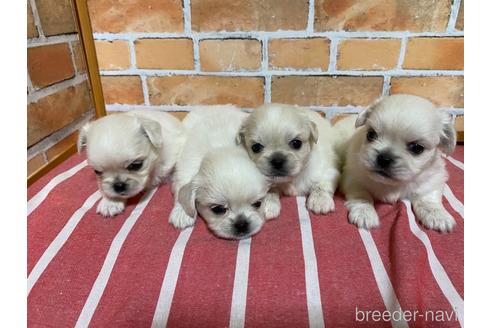 成約済の福岡県のミックス犬-145705の3枚目