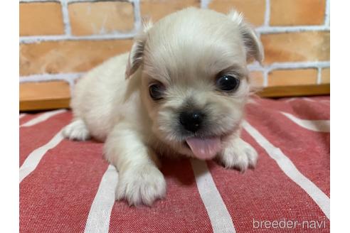 成約済の福岡県のミックス犬-145706の2枚目