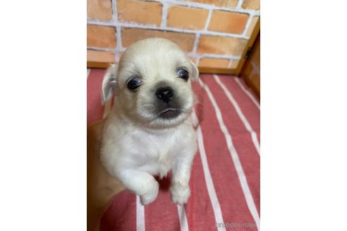 成約済の福岡県のミックス犬-145706の3枚目