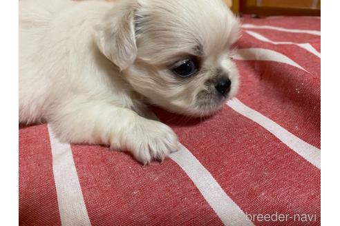 成約済の福岡県のミックス犬-145706の4枚目