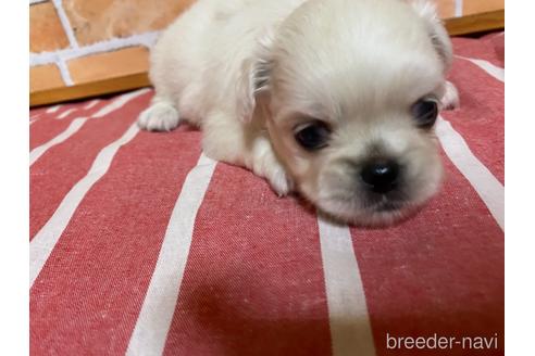 成約済の福岡県のミックス犬-145706の6枚目