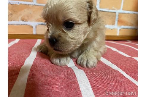 子犬