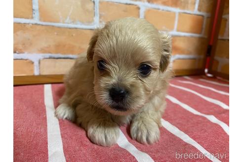成約済の福岡県のミックス犬-145709の6枚目