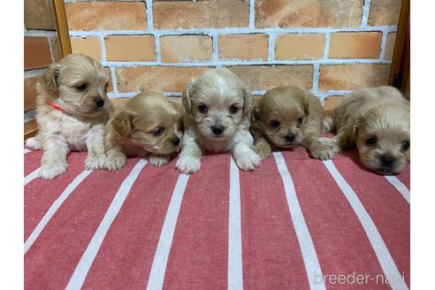 成約済の福岡県のミックス犬-145709の3枚目