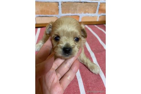 成約済の福岡県のミックス犬-145711の1枚目