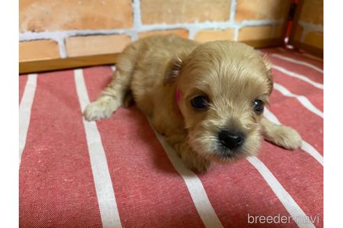 成約済の福岡県のミックス犬-145711の7枚目