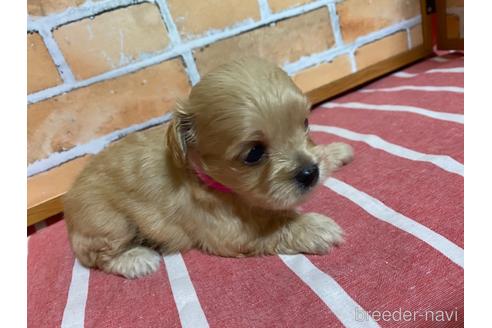 成約済の福岡県のミックス犬-145711の6枚目