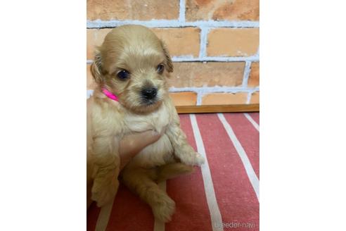 成約済の福岡県のミックス犬-145711の5枚目