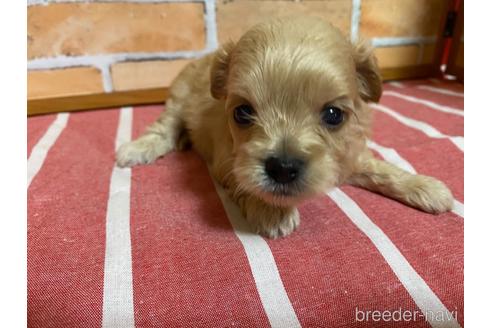 成約済の福岡県のミックス犬-145711の4枚目