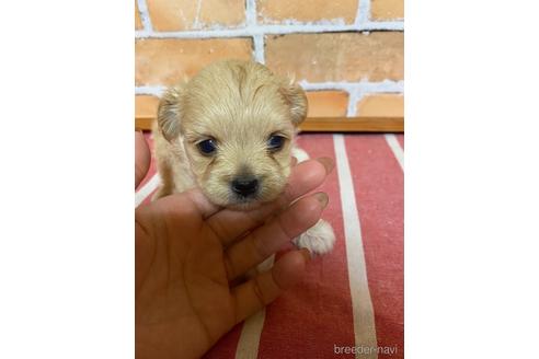 成約済の福岡県のミックス犬-145712の6枚目