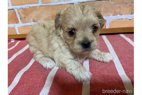 成約済の福岡県のミックス犬-145712の1枚目