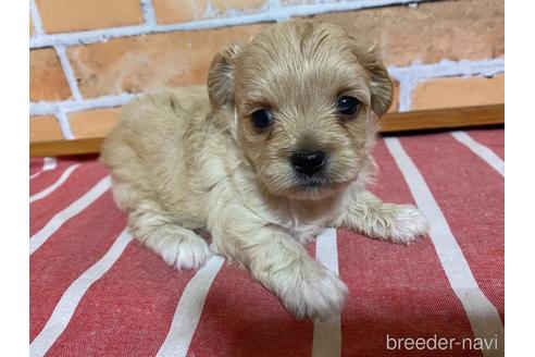 成約済の福岡県のミックス犬-145712の5枚目