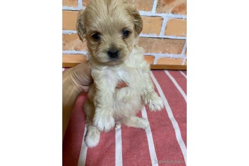 成約済の福岡県のミックス犬-145712の4枚目