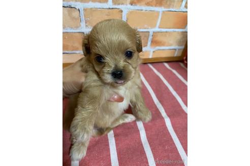 成約済の福岡県のミックス犬-145713の6枚目
