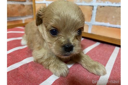 成約済の福岡県のミックス犬-145713の1枚目