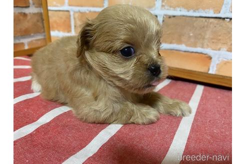 成約済の福岡県のミックス犬-145713の5枚目