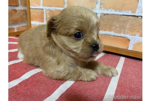 成約済の福岡県のミックス犬-145713の2枚目