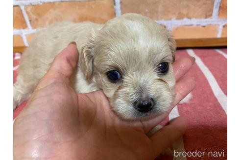 成約済の福岡県のミックス犬-145714の1枚目