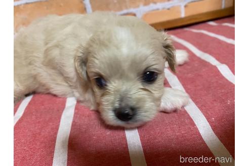 成約済の福岡県のミックス犬-145714の6枚目