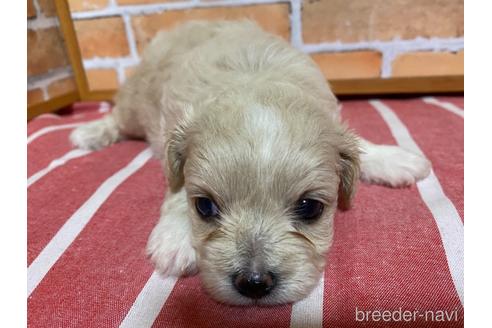 成約済の福岡県のミックス犬-145714の3枚目