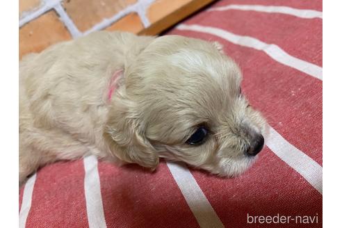 成約済の福岡県のミックス犬-145714の4枚目