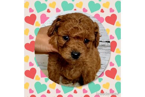 成約済の三重県のティーカッププードル-145528の1枚目