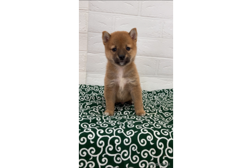 成約済の愛媛県の豆柴-144110の1枚目