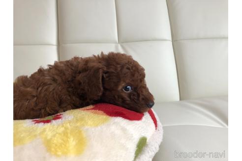 成約済の神奈川県のトイプードル-143090の5枚目