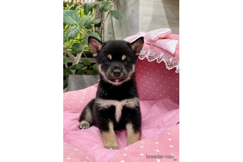 成約済の大阪府の柴犬-145748の4枚目