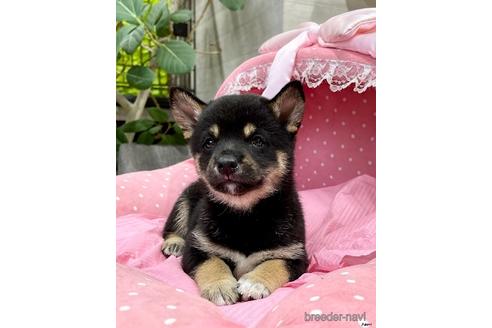 成約済の大阪府の柴犬-145748の3枚目