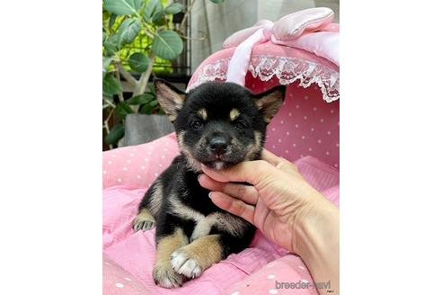 成約済の大阪府の柴犬-145748の2枚目