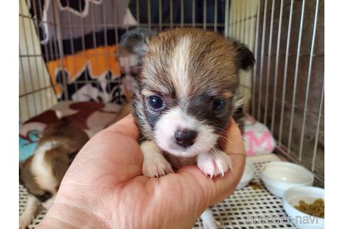 成約済の愛知県のチワワ(ロングコート)-145750の1枚目
