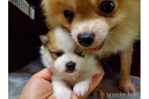 成約済の愛知県のポメラニアン-145762の9枚目