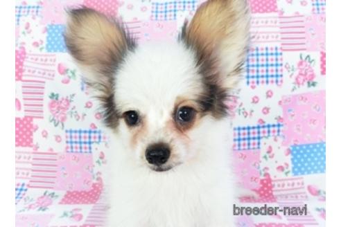 成約済の千葉県のパピヨン-144602の3枚目