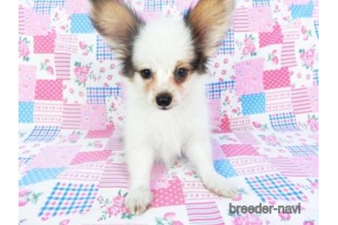 成約済の千葉県のパピヨン-144602の2枚目