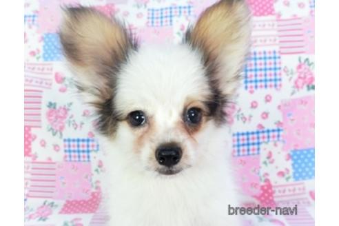 成約済の千葉県のパピヨン-144602の1枚目