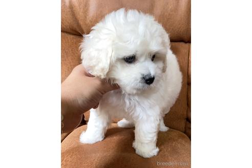 成約済の茨城県のマルプー:マルチーズ×トイプードル-144598の4枚目