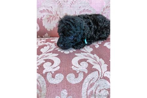 成約済の愛知県のティーカッププードル-145795の2枚目
