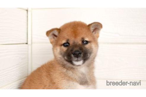 成約済の福岡県の柴犬-145813の1枚目